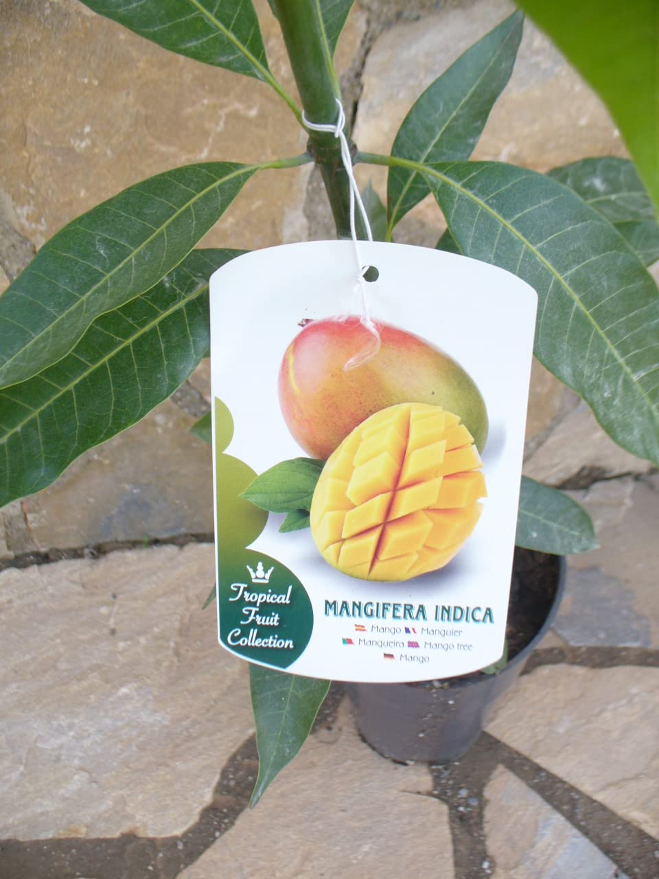 Echter veredelter Mangobaum -Mangifera indica, Mangopflanze ca. 100-120 cm