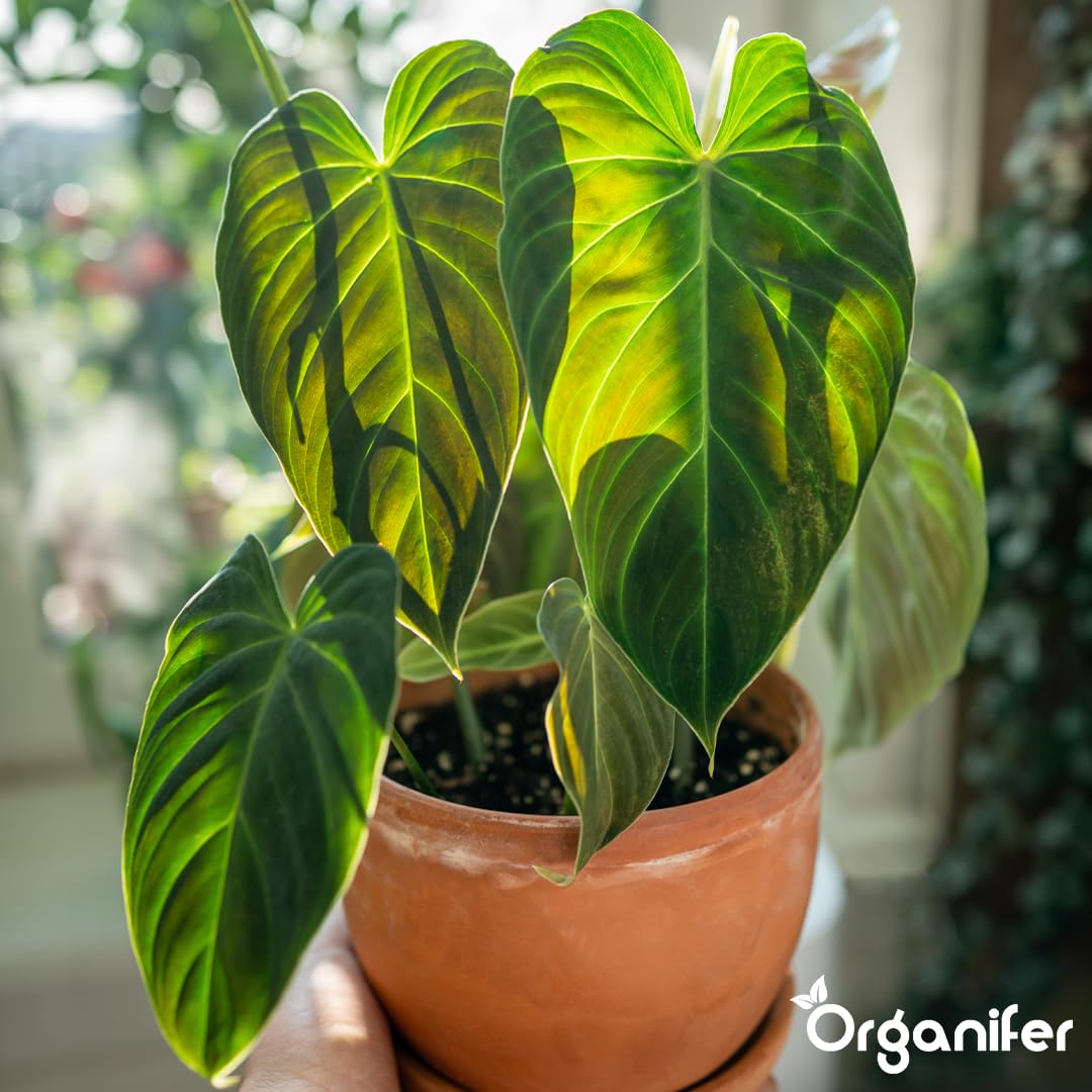 Philodendron Uniwersalny Nawóz Organiczny - 5x1L - NPK 2-1-8 | Zdrowe Liście - Silne Korzenie I Wysoka Plonność - Organifer