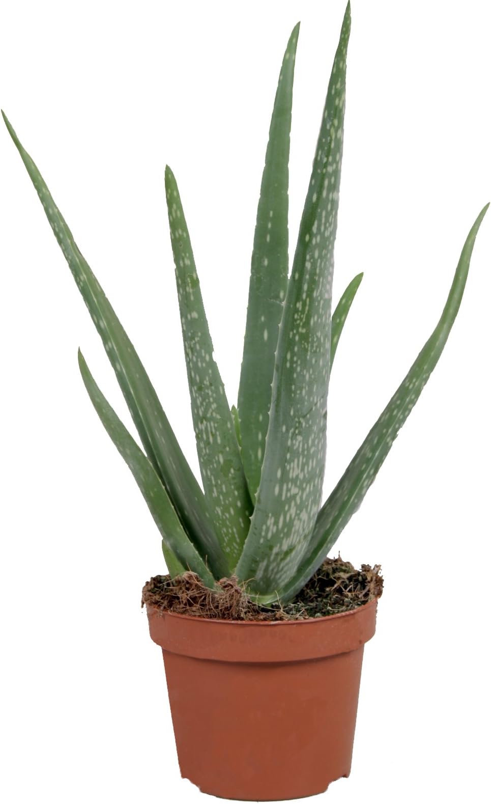 Echte Aloe Vera im 12cm Topf ca. 3040cm hoch (eine Pflanze