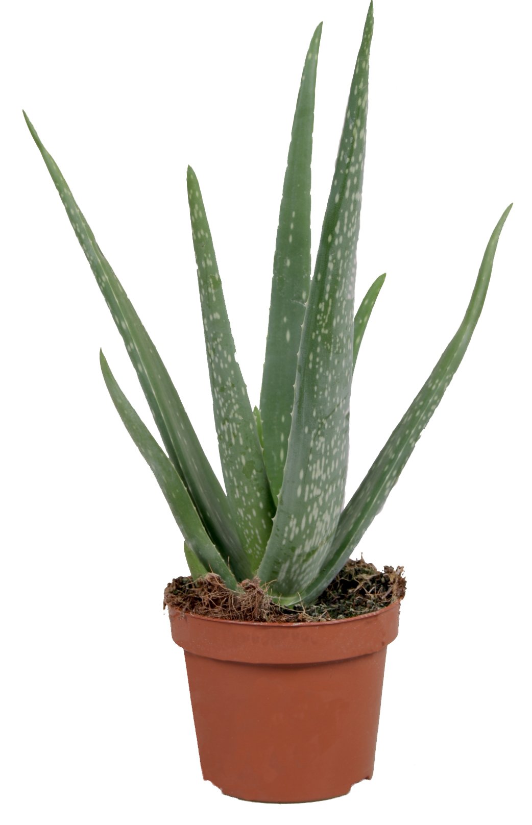 anthurium clarinervium hydrokultur Anthurium Clarinervium | Care Guide and Pro Tips - Delivery from Toronto  across Canada