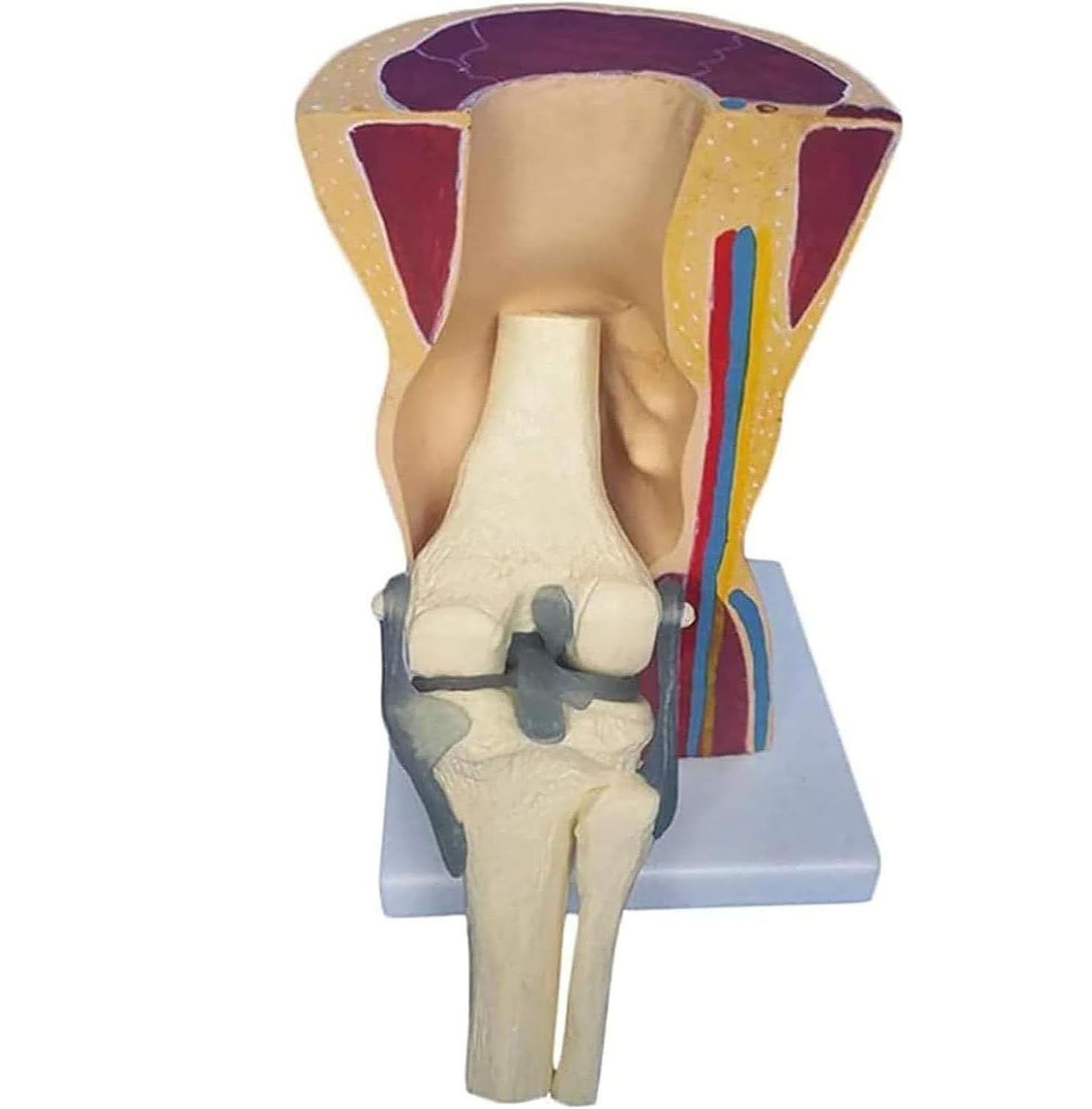 Model stawu kolanowego człowieka – anatomiczny model nauczania w edukacji i szkoleniach w opiece zdrowotnej