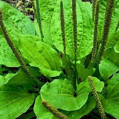 seeds 200pcs Echium Tree Seeds