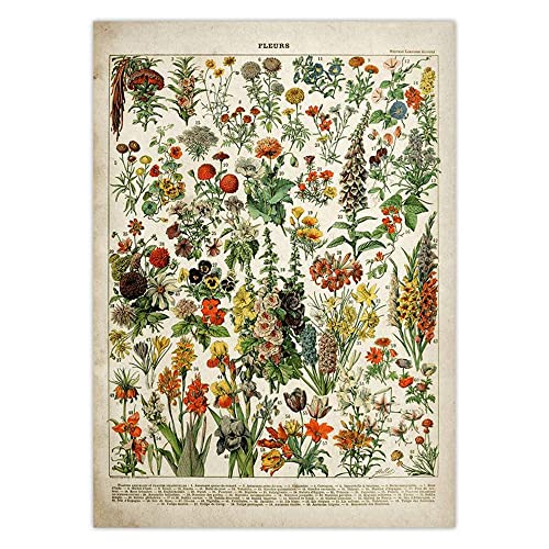 Affiche vintage fleurs et champignons encadrée 60x90 cm pour salon
