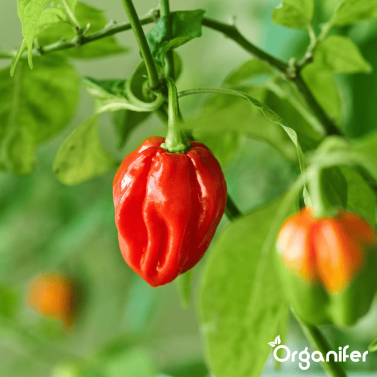 Paquetes De Semillas De Pimiento Y Pimentón | Semillas Para El Jardín - Semillas De Pimiento - Semillas De Jalapeño - Semillas De Hortalizas - 14 Variedades - Organifer