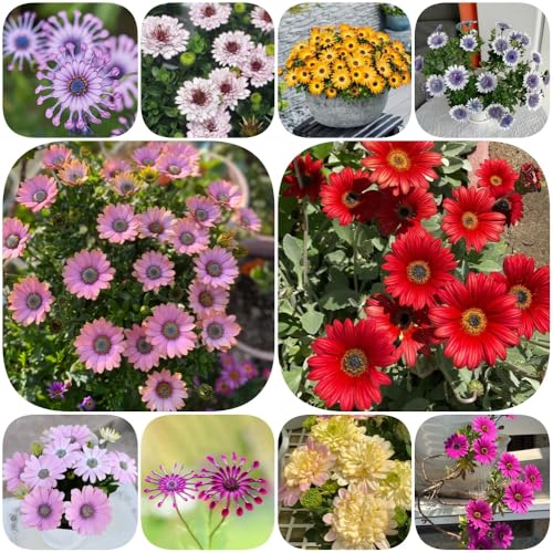 Semillas de margarita del Cabo, cobertura del suelo semillas de decoración sala estar silvestres jardín rocas resistentes aptas para las 250pcs