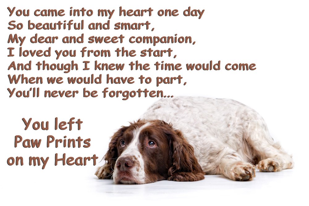 Countrystyle Gifts Springer Spaniel Bereavement Pet Loss Fridge Magnet Gift - You Left Paw Prints On My Heart