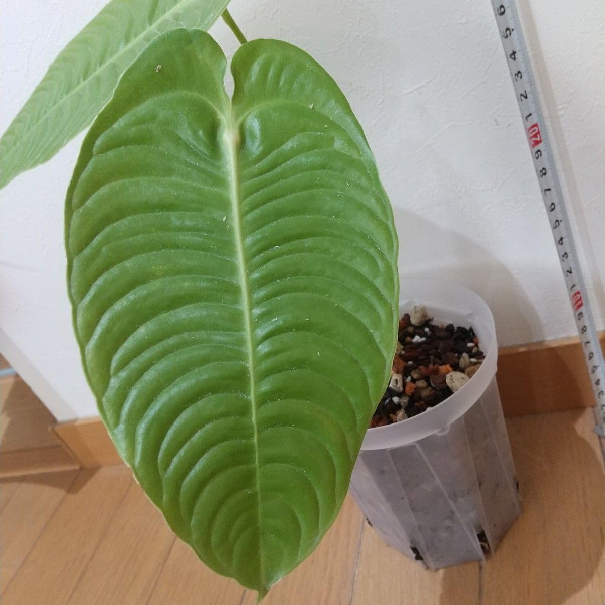 アンスリウム ベイチー Anthurium veitchii アンスリューム ヴェイチー 