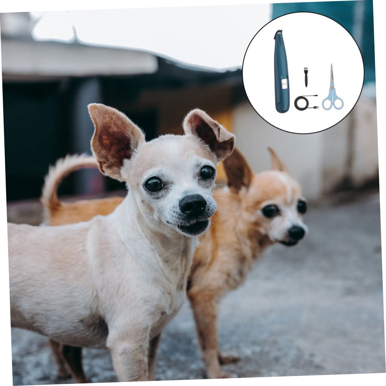 Angoily Tagliacapelli Elettrico per Cani e Gatti Rasoi per Zampe di Animali Domestici Dispositivo per Toelettatura Ricaricabile Tramite USB Design Silenzioso