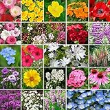 Non GMO Bulk Partial Shade Wildflower Seed Mix (1/4 lb) 130,000 Seeds