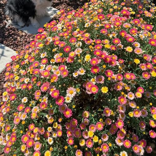 Semi di margherita perenne-da giardino perenni resistenti,per esterni semi di perenni resistenti,in vaso resistenti 500pcs