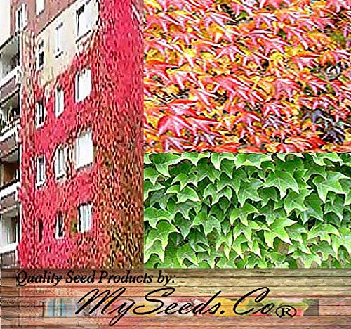BIG PACK - (450+) Woodbine Grape Boston Japanese Creeper Ivy Seed - Parthenocissus tricuspidata Seed - GORGEOUS FALL COLORS - Hardy Zone 4-9 - Non-GMO Seeds by MySeeds.Co (BIG PACK - Ivy, Boston)