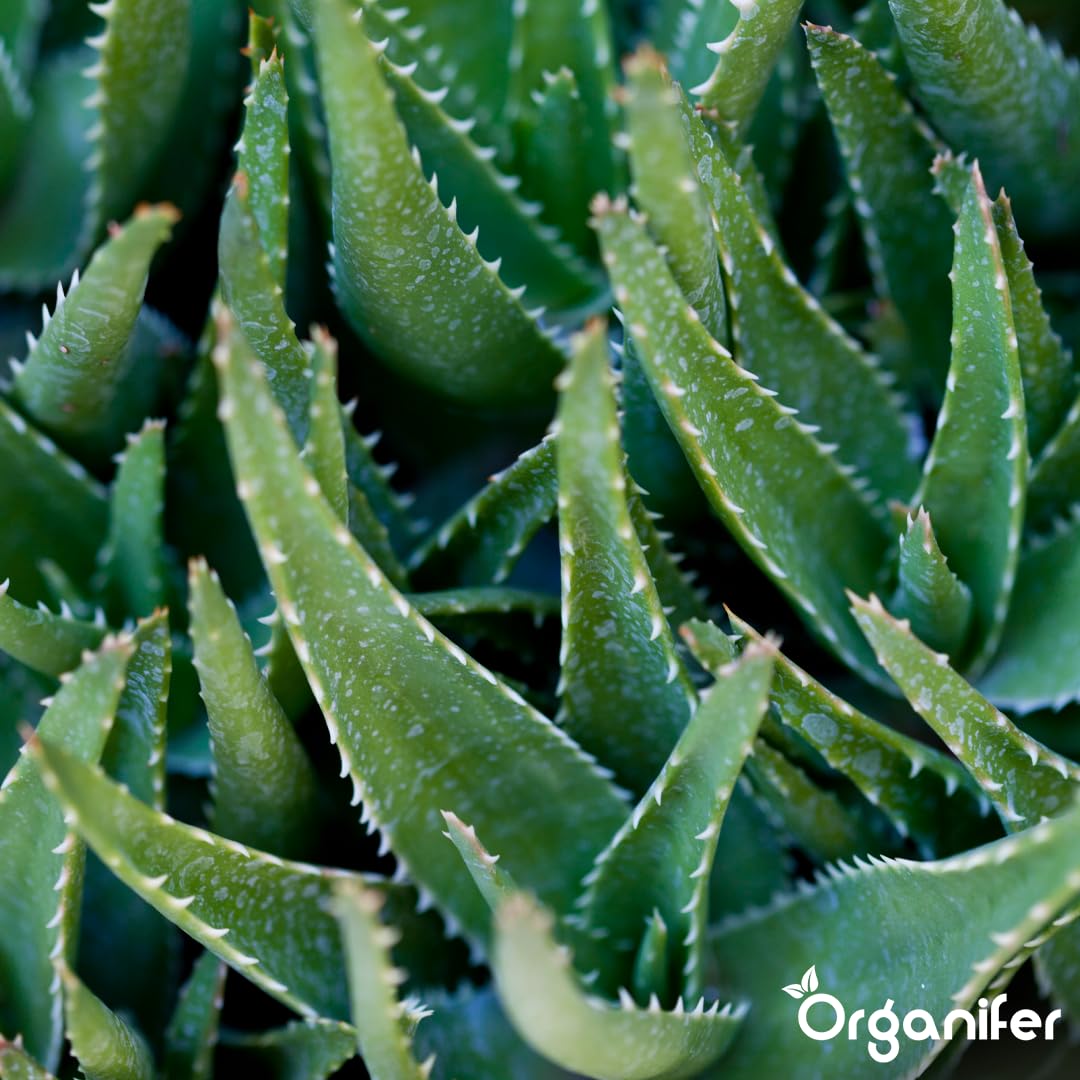 Fertilizante Líquido Para Aloe Vera - 2x1L - NPK 2-1-8 | Fertilizante Para Hojas Fuertes Y Suculentas Sanas - Favorece Raíces Y Vitalidad - Organifer