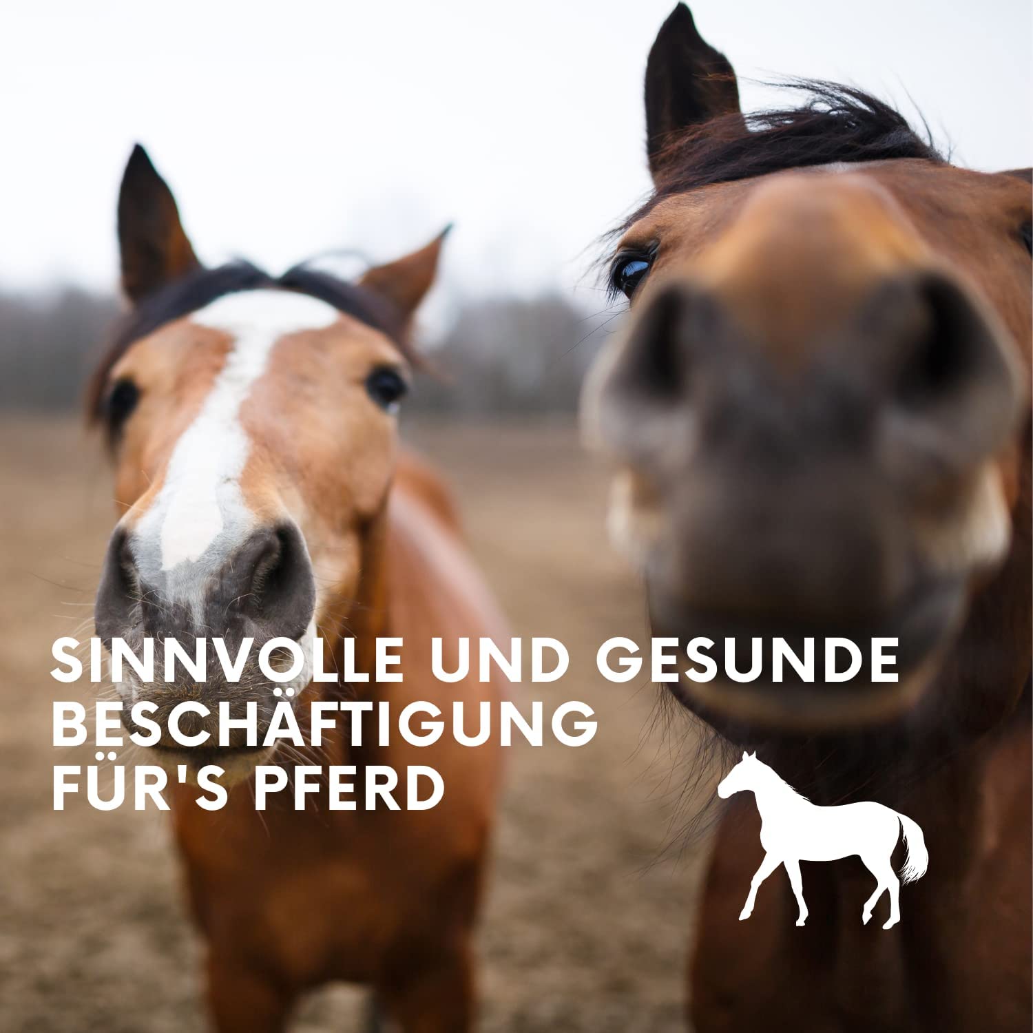 Blocs de luzerne avec trou 3 kg pour chevaux – Friandises saines 100 % luzerne