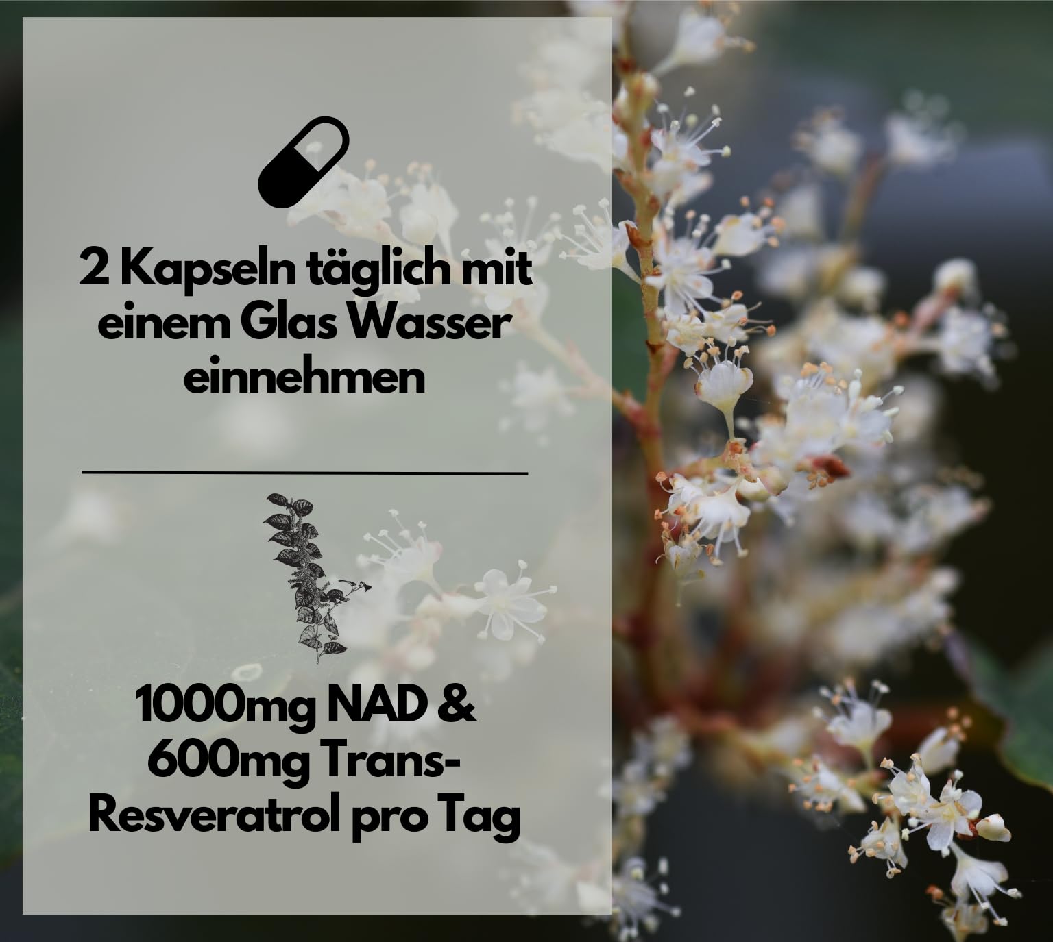 EXVital® NAD+, 1000mg NAD+ & 600mg Trans-Resveratrol pro Tag- 120 vegane Softgels - liposomal & maximale Bioverfügbarkeit, hochdosiert & laborgeprüft