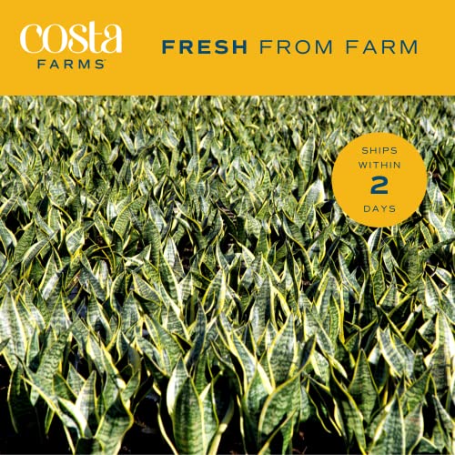 Costa Farms CO.SZ10.13.GP.V2 Snake Plant, Live Indoor And Outdoor Sansevieria Plant, Easy Care Tropical Houseplant Potted In Nursery Pot thumb #6