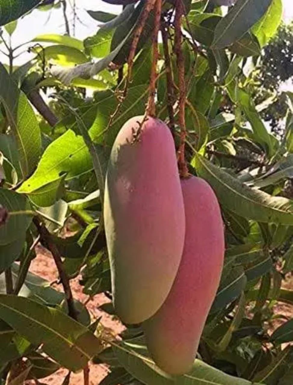 CHIANG MAI MANGO PLANT (GRAFTED PLANT) Aam fruit live plant tree. (B0CNH4YQV8) Amazon Price History, Amazon Price Tracker