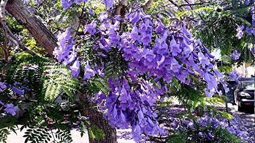 11.11 Großer Verkauf! 50 / bag schnell wachsenden lila Paulownia Samen seltener Baumsamen für zu Hause pflanzen Dekoration - Image 3