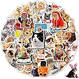 最安！Generic 可愛い猫ステッカー50枚動物ステッカー水瓶、ノートパソコン、自転車、パソコン、スーツケース、ギター、自動車アップリケ装飾猫ステッカープレゼント青少年女の子男の子プレゼント(ネコ匹)