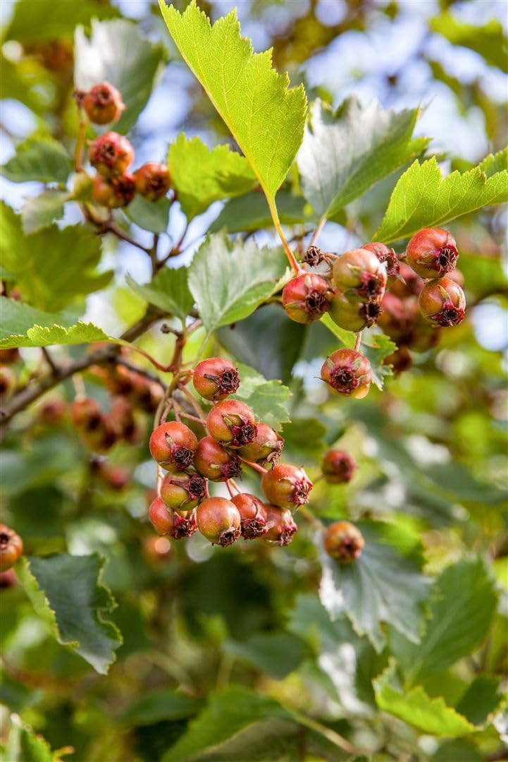 Scharlachdorn Crataegus coccinea 150-200 cm Heckenpflanze winterhart