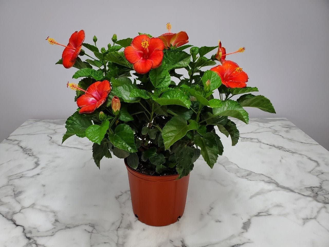 Mphmi Live Plant Nursery NCR Plant Hibiscus, Gudhal Flower (Any Color) Plant China rose Hawaiian hibiscus rose mallow (B0BWVW7FS6) Amazon Price History, Amazon Price Tracker