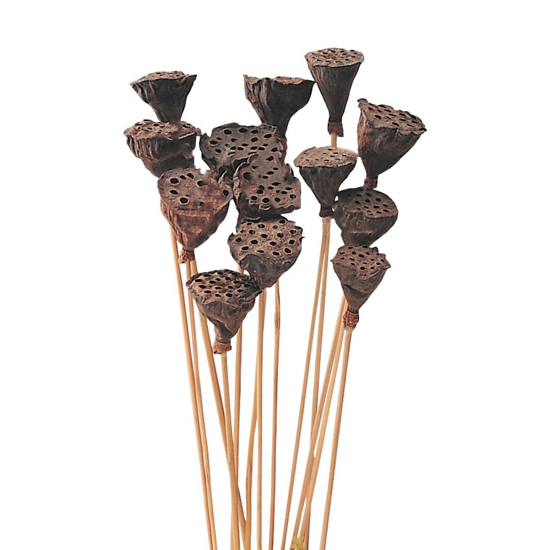 Flowers and Fillers Lotus Pod Sticks 10 Sticks | Eco-Friendly Flowers for Home, Office, Bedroom, Table Decoration-image-36
