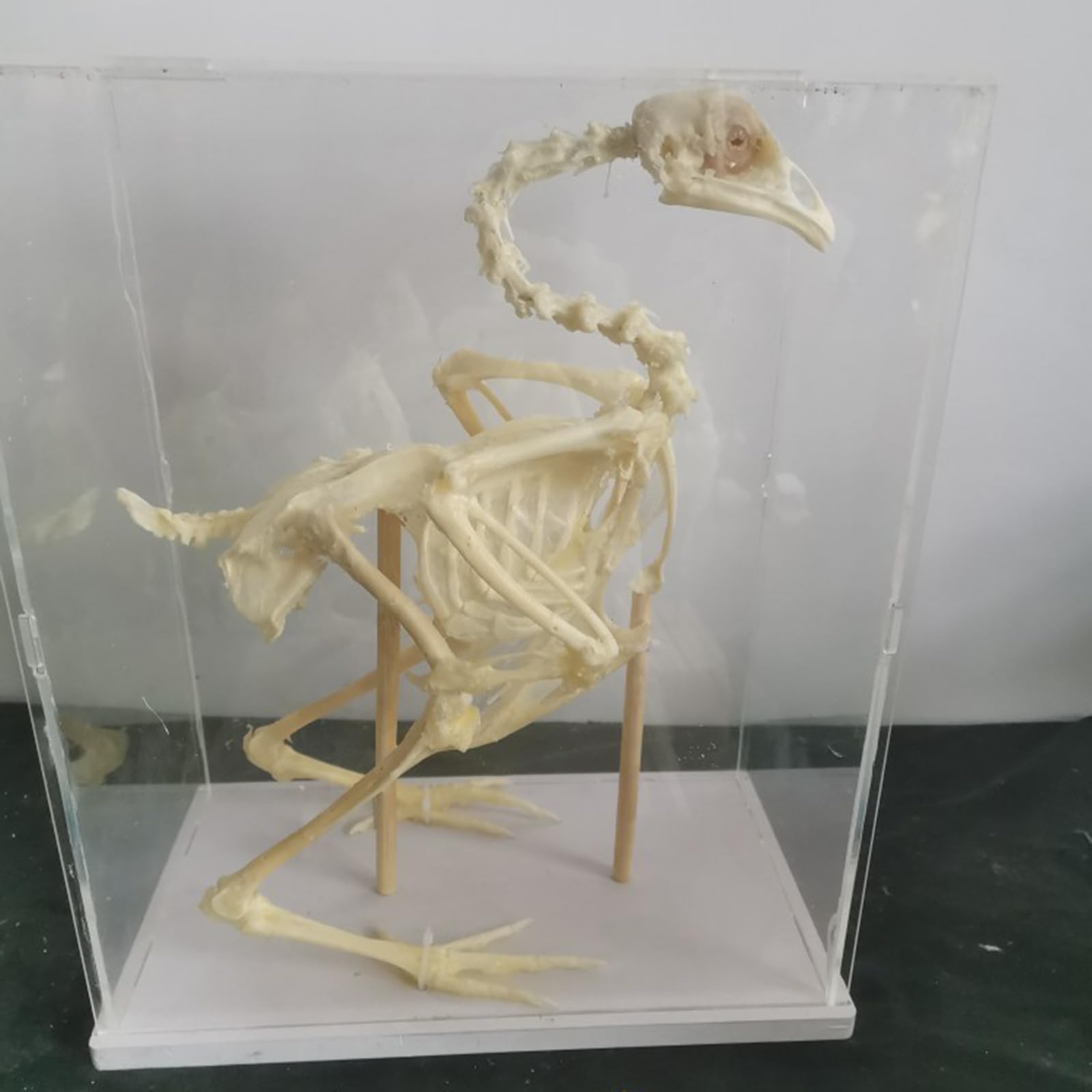 Taksydermiczny kurczak B1Model - Prawdziwe kości - Materiały taksydermiczne do edukacji naukowej