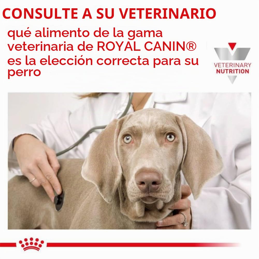 Royal Canin Veterinary Diabetic Special Low Carbohydrate Canine Mousse | 12 x 410 g | Alimento húmedo para perros adultos | Regulación del nivel de glucosa en sangre | Alto contenido en proteínas