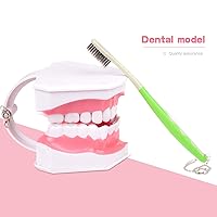 Vista 2 de Modelo de dientes dentales adultos y cepillo de dientes con dientes inferiores extraíbles modelo de enseñanza