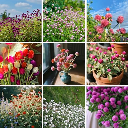 Mixrug Globe Amaranth Flower Seeds for Planting 1000pcs Rare Perennial Globe Amaranth Flower Seeds Non-GMO Heirloom Plants Open Pollinated Beauty Home Garden for Outdoors