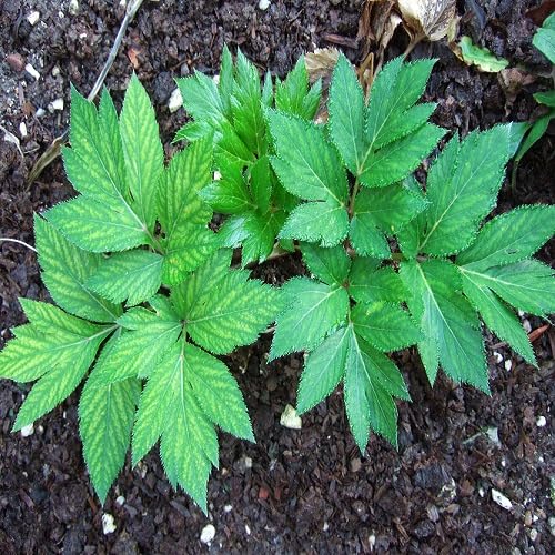 Fresh 100pcs Green Ashitaba Plant Seeds