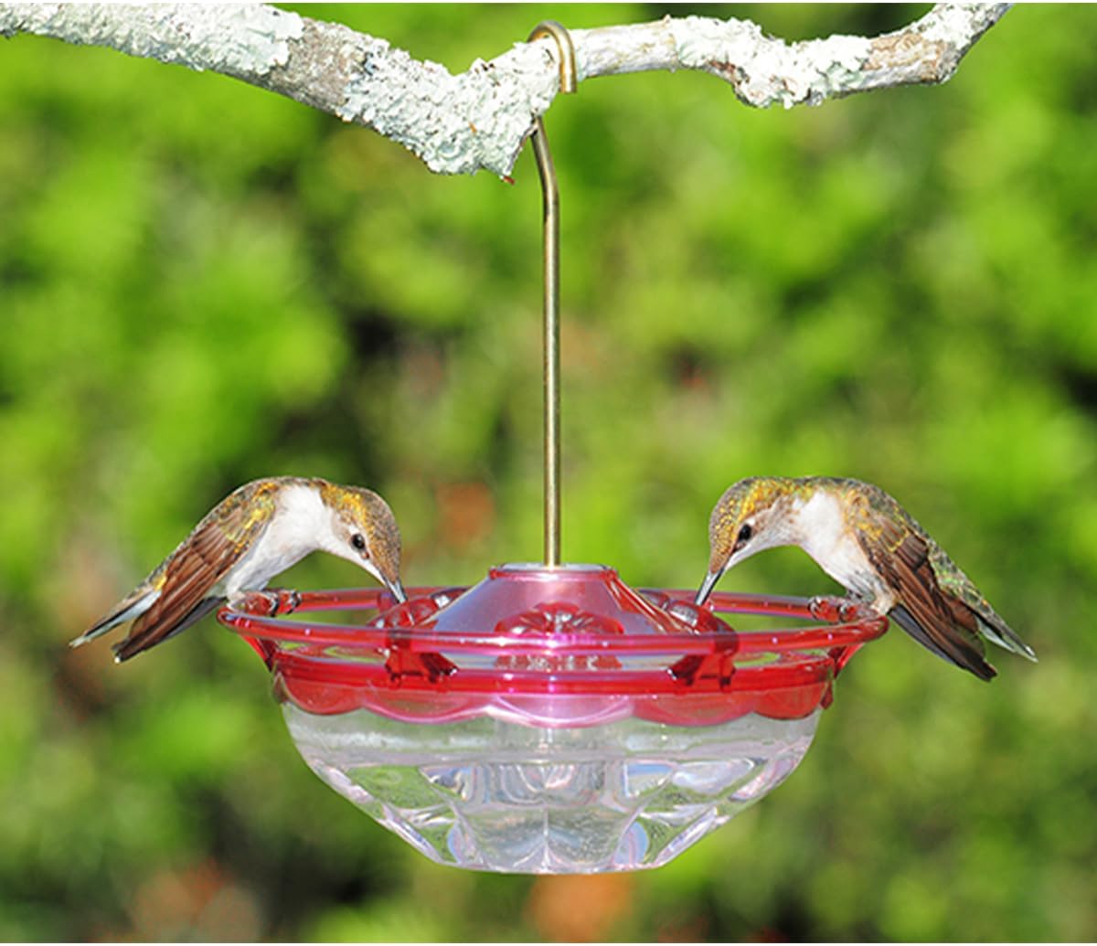 Aspects Mini HummBlossom Hummingbird Feeder, 4 oz, Rose, red, 5"" x 5.5"" x 2.4""" (433) - Image 4