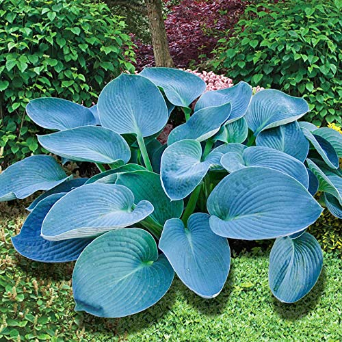 CHUXAY GARDEN Rare Sky Blue Hosta Plantaginea Seeds Drought Tolerant Landscaping Plant
CHUXAY GARDEN Fragrant Hosta Plantaginea Blue Seeds Drought Tolerant Rare Plant
CHUXAY GARDEN Blue Hosta Plantaginea Seeds for Landscaping Drought Tolerant Rare Pl