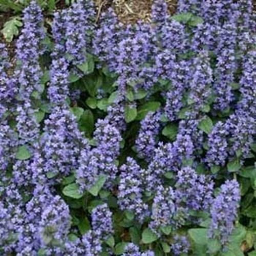 Fresh 200 Seeds - Ajuga Reptans Groundcover Seed