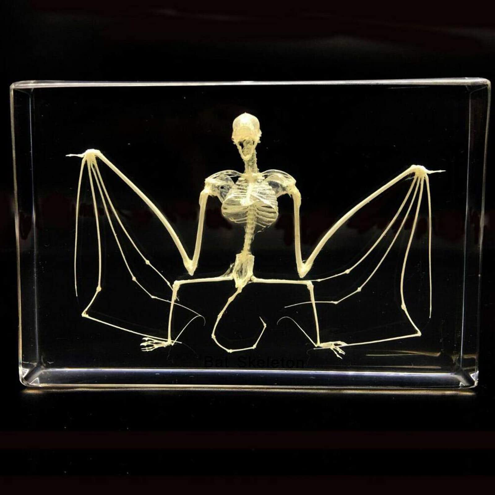 Espécimen de Esqueleto de murciélago Taxidermia en Bloques de acrílico Espécimen de pisapapeles para educación científica, 5 x 3.5 x 1.2 Pulgadas