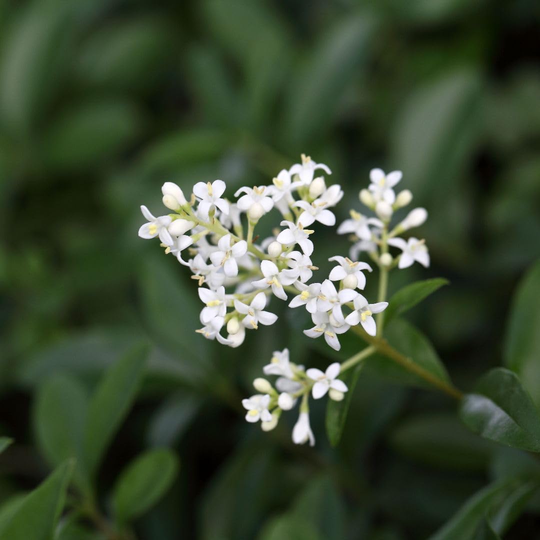 Ligustrum vulgare 'Liga' – Privet 9cm Pot x 2 Plants by Thompson & Morgan