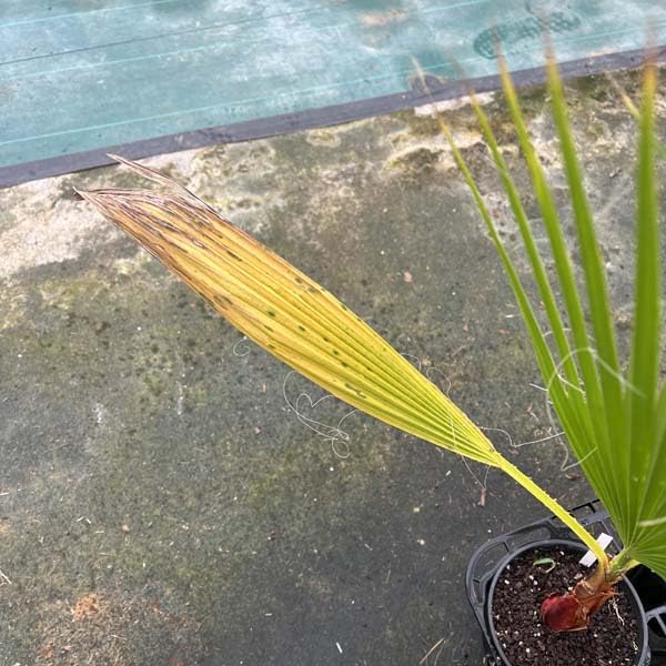 ワシントンヤシ 鉢のまま発送 実生株 ドライガーデン シンボルツリー