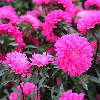 China Aster Flower Rose Seeds 50pcs Callistephus chinensis Oganic Fresh Easy to Grow Flower Plants Seeds for Planting Garden Indoor Outdoor