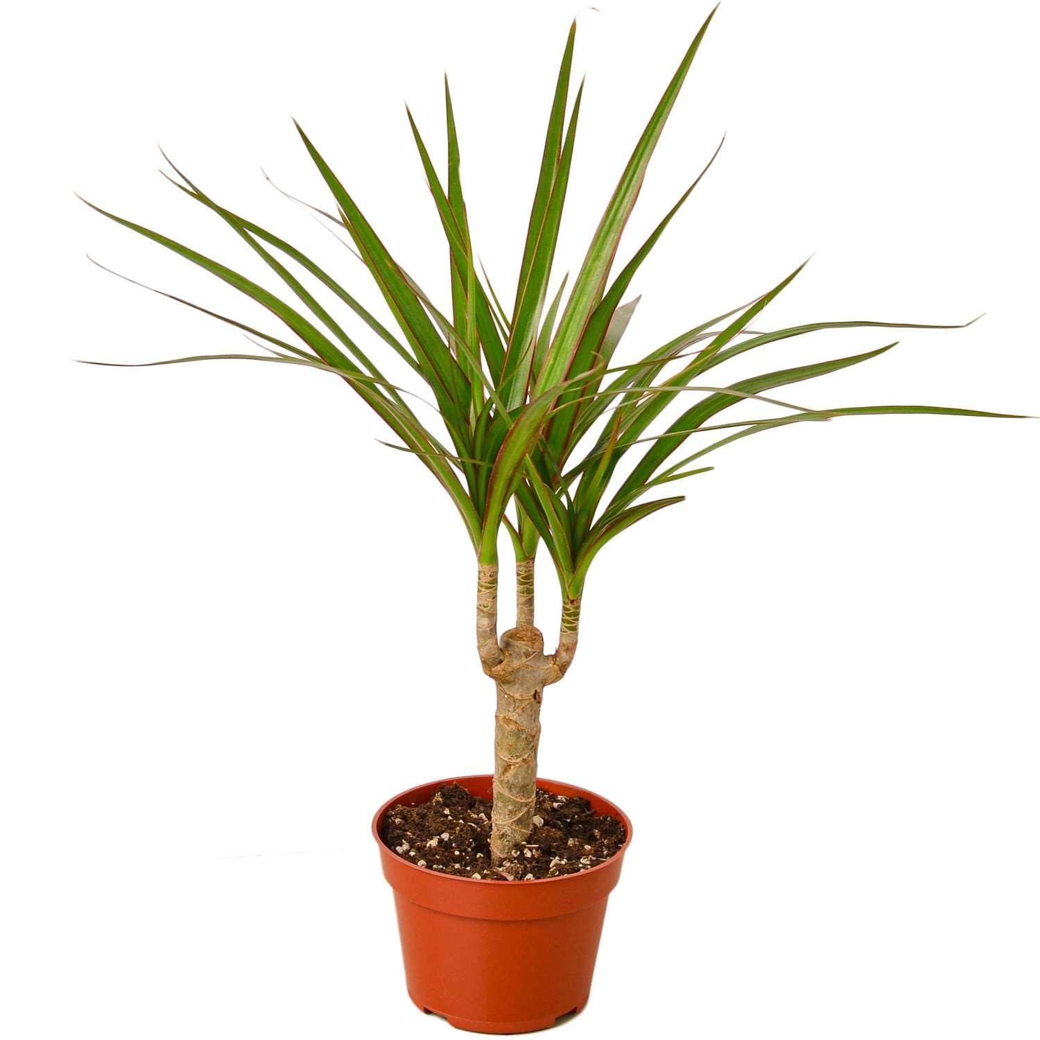 Thirsty Leaves Dracaena Marginata Cane