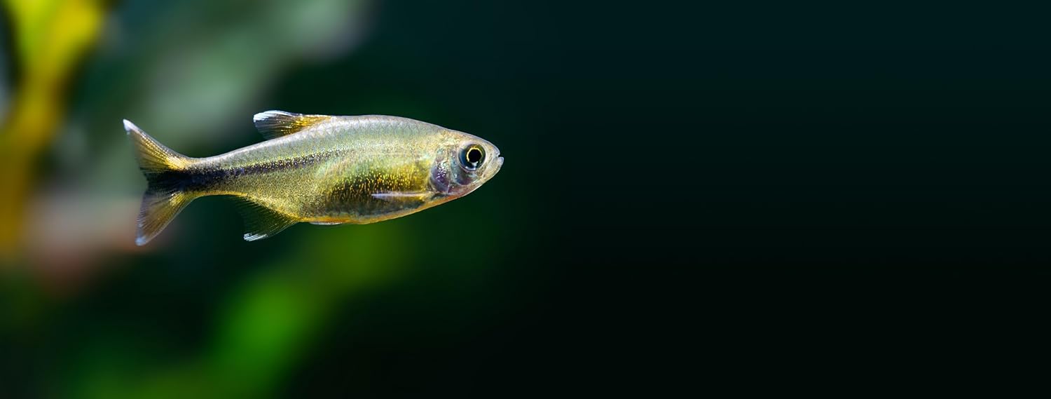 Swimming Creatures 5 PCS Assorted Tetra Mix, Freshwater Aquarium Fish Live Arrival Guarantee (3-4 Kinds Mix)