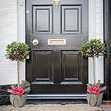 Pair of Holly Trees Standars for Christmas, Gardens & Patios, Attractive Evergreen Producing Red Berries, 2 x Standard Festive Holly Green Alaska (Ilex) 2 Years Old Standard Plant by Thompson & Morgan