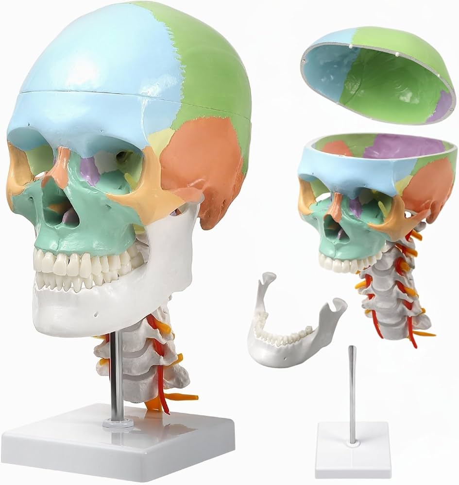 Amazon.co.jp: KIYOMARU カラー頚椎頭蓋骨模型 人体模型 頭蓋骨模型