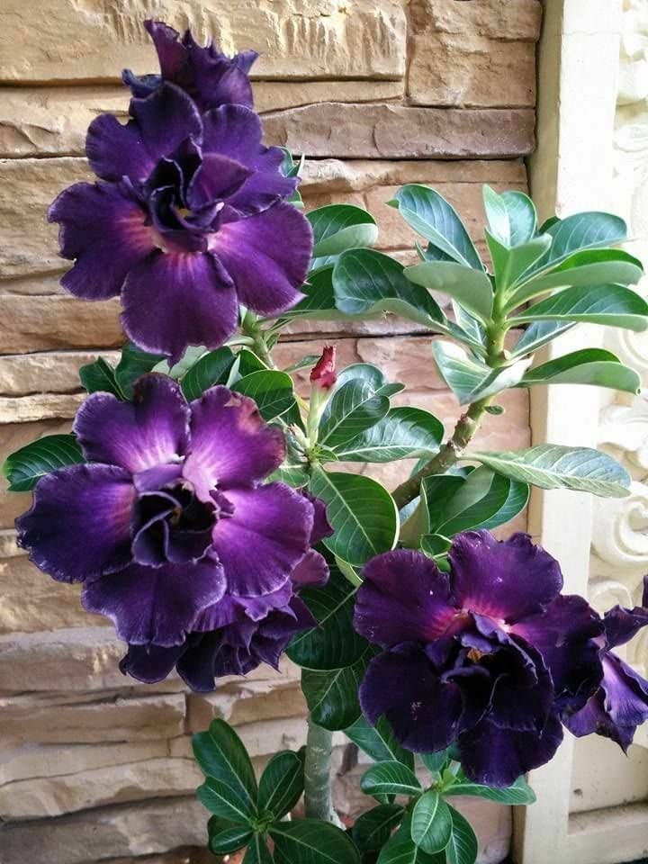 See full amazon price history chart for PYANABI Adenium Desert Rose Flower Plant hybrid multi color outdoor tree ES33 PYANABI Adenium Desert Rose Flower Plant hybrid multi color outdoor tree ES33 (B0BRNQZYJK) Amazon Price History, Amazon Price Tracker