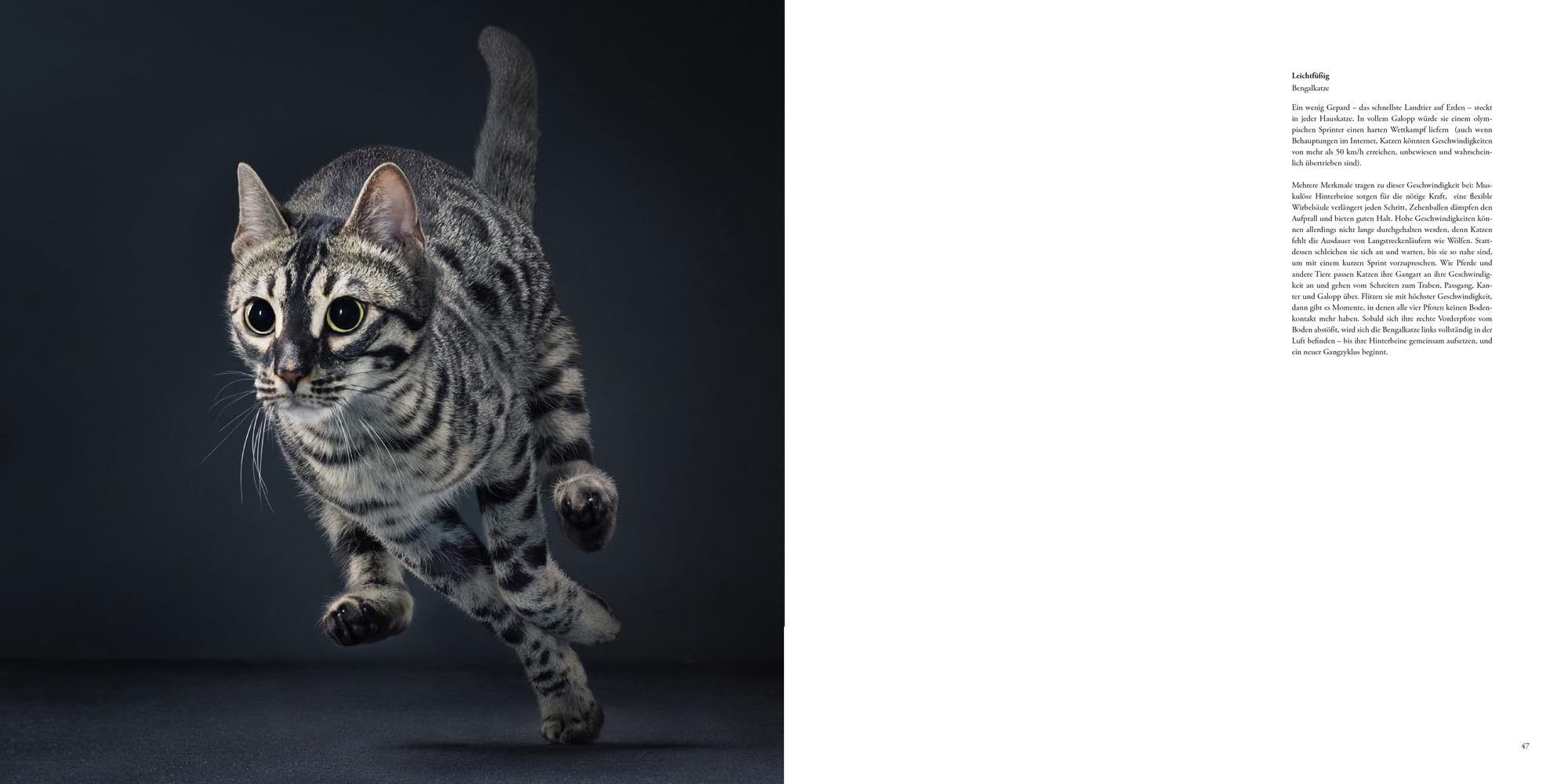 Katzen: Hochwertiger Bildband mit beeindruckender Tierfotografie, stimmungsvollen Aufnahmen und faszinierenden Fakten - das ideale Geschenk für Katzenliebhaber