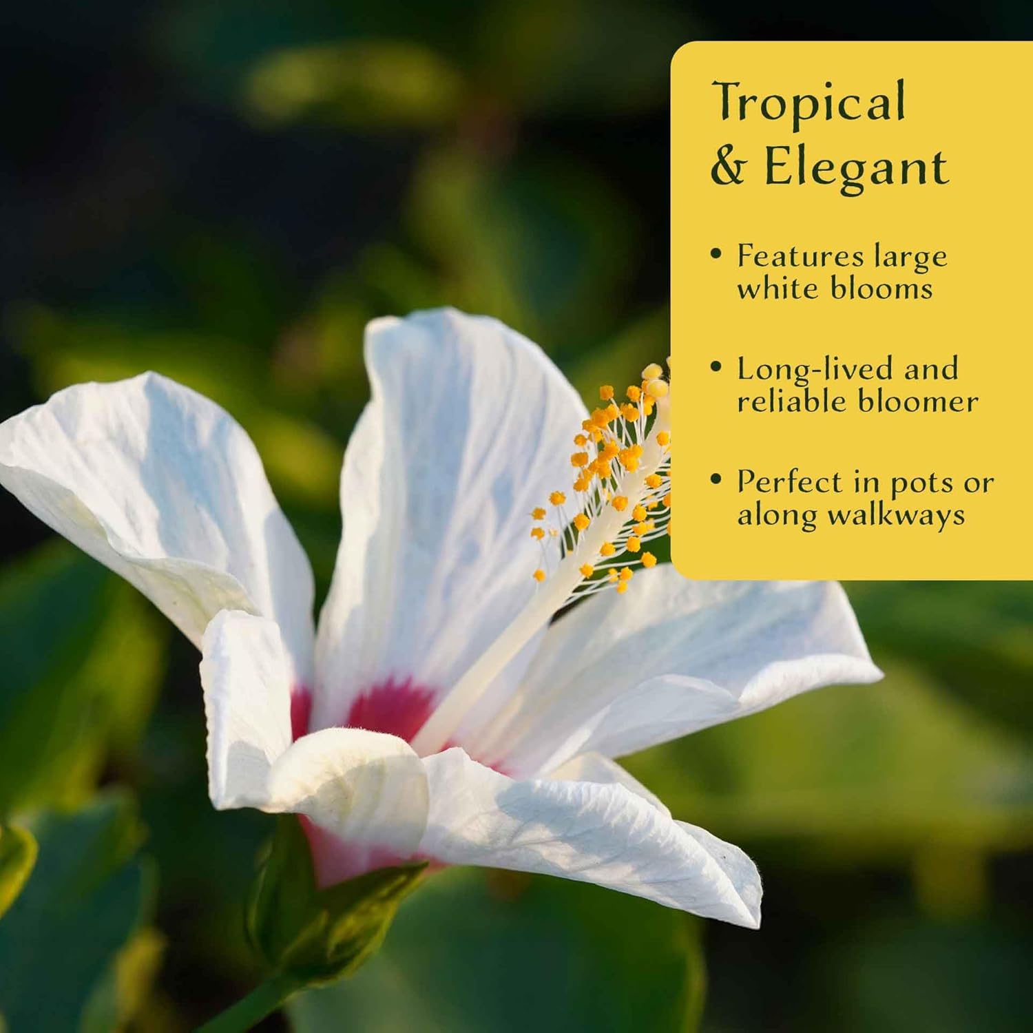 6 White Wing Hibiscus in 3.5” Nursery Cubes (Hibiscus rosa-sinensis) | Tropical Evergreen Shrub for Hedges, Containers & Ornamental Landscaping | Ready-to-Plant Live Starter Plants