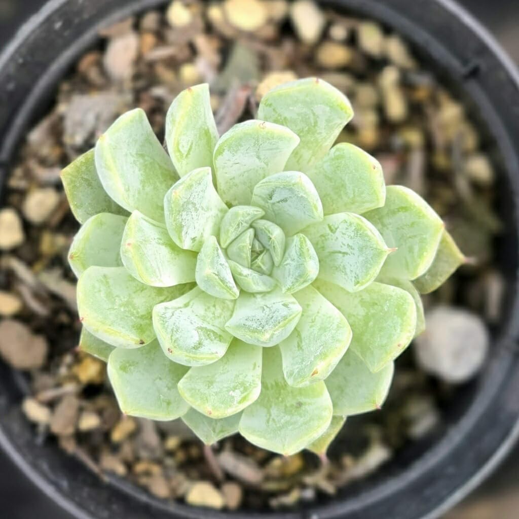 Amazon.co.jp: ベルビーン 7.5cmポット 多肉植物 エケベリア Echeveria