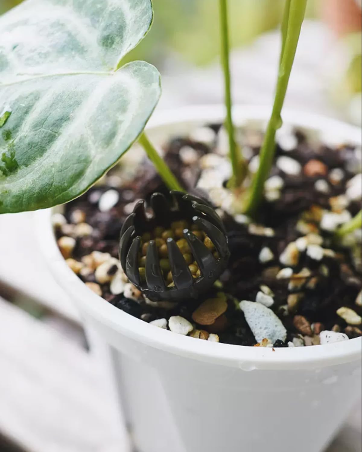 88opqo88　ビカクシダP. OMG spore+肥料バスケット3個 88opqo88様専用 ビカクシダP. OMG spore+肥料バスケット3個