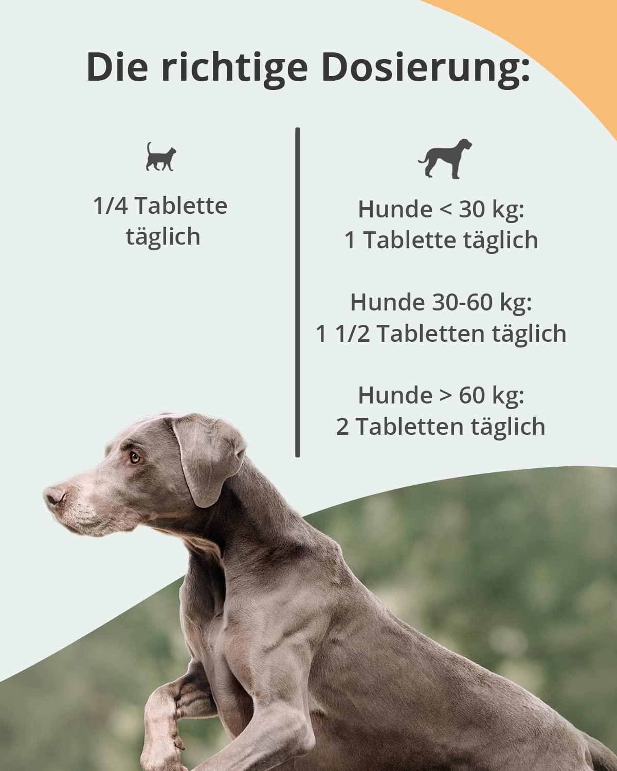 Vetoquinol - Caniviton Forte Plus Ergänzungsfuttermittel für Hunde und Katzen 90 Tabletten, 1er Pack (1 x 0.24 kilograms)