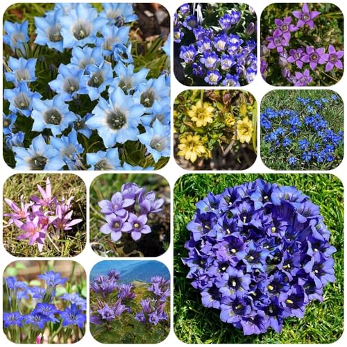 Semillas de genciana, Decoración de jardín para exteriores de de balcón semillas de mariposas para lugares soleados 65pcs