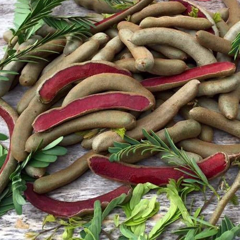 See full amazon price history chart for GreenWorld Special Sweet & Rare Thai Red Tamarind/Tamarindus Indica,Lal Tatul(Grafted/Guti Kolom) Healthy Live Plant,Thailand Variety,Fruit After 1 Year GreenWorld Special Sweet & Rare Thai Red Tamarind/Tamarindus Indica,Lal Tatul(Grafted/Guti Kolom) Healthy Live Plant,Thailand Variety,Fruit After 1 Year (B0CHFW739M) Amazon Price History, Amazon Price Tracker