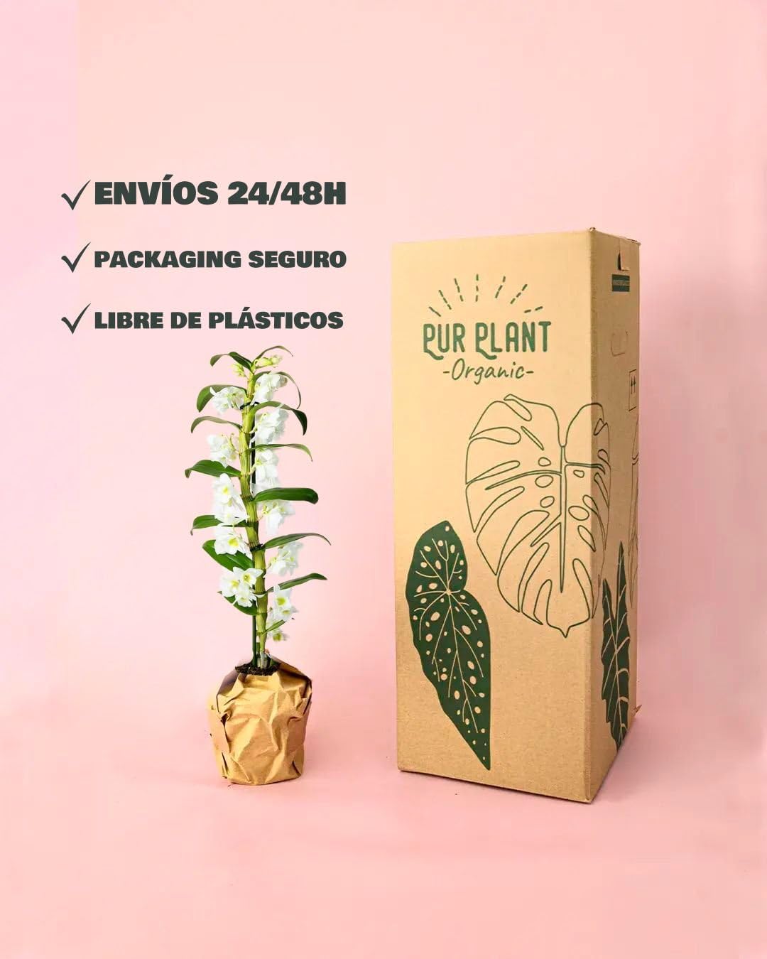 Orquídea Dendrobium Nobile | Planta con Flor Natural | Pur Plant